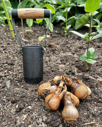 Signature Bulb Planter