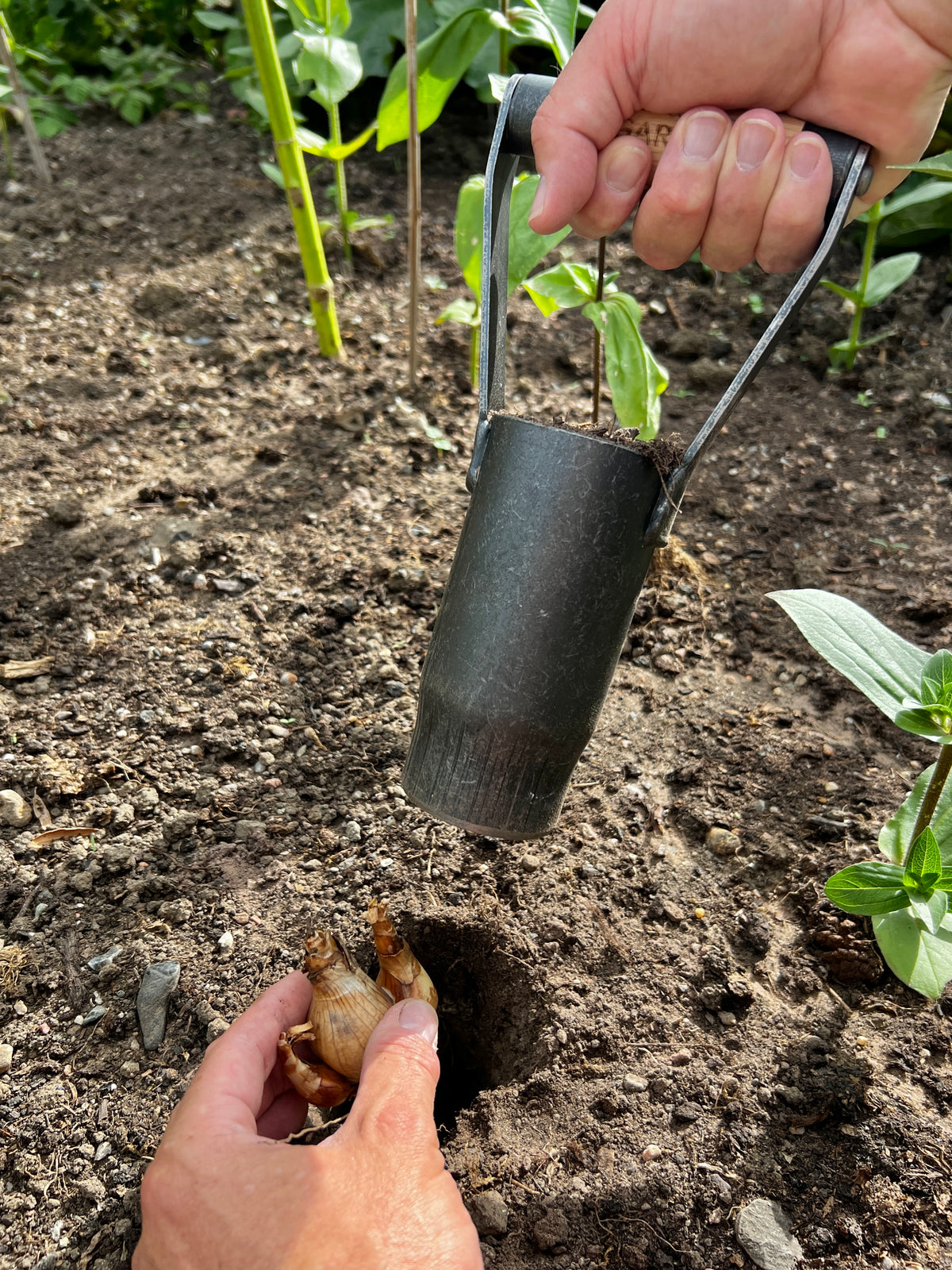 Signature Bulb Planter