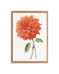 Laura Stoddart Dahlia Notecards