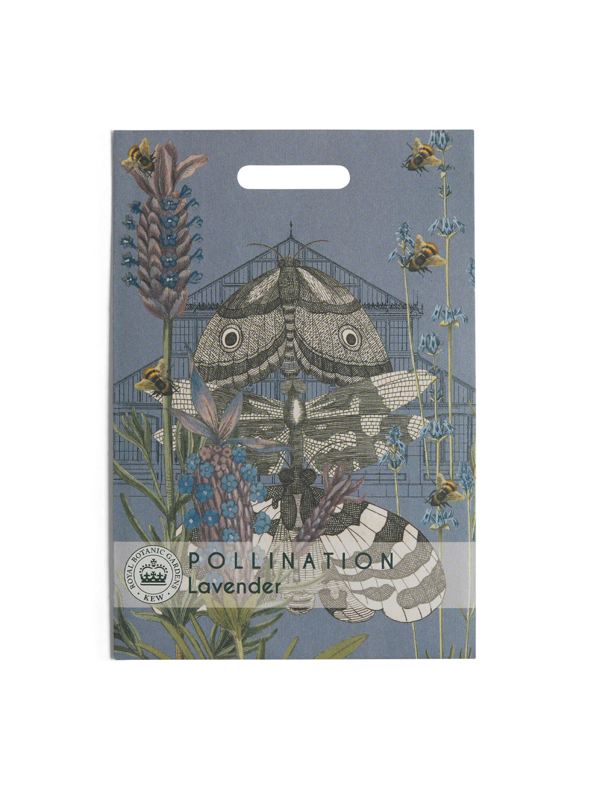 Kew Pollination Collection Lavender 'Munstead' Seeds
