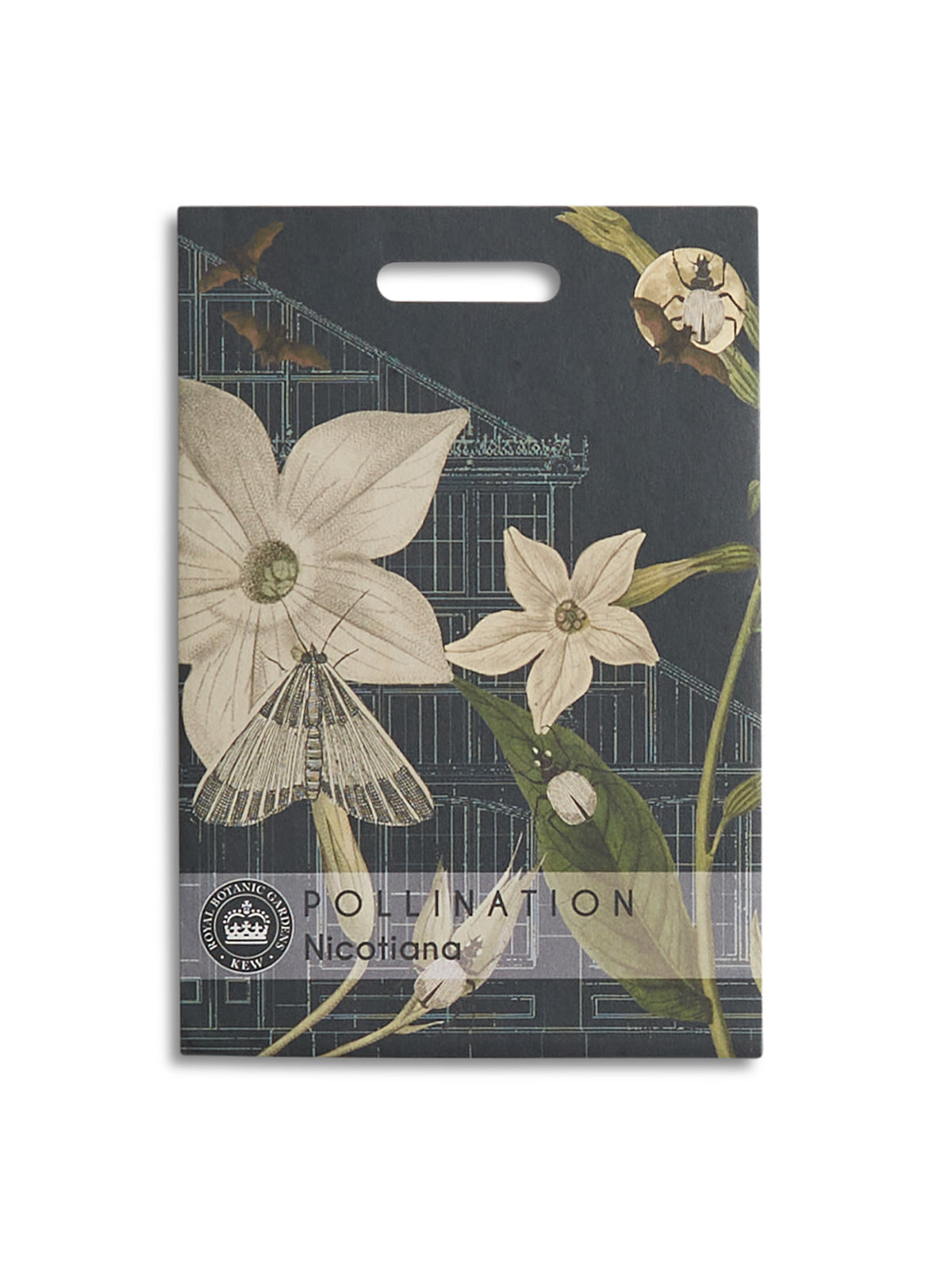 Kew Pollination Collection Nicotiana alata