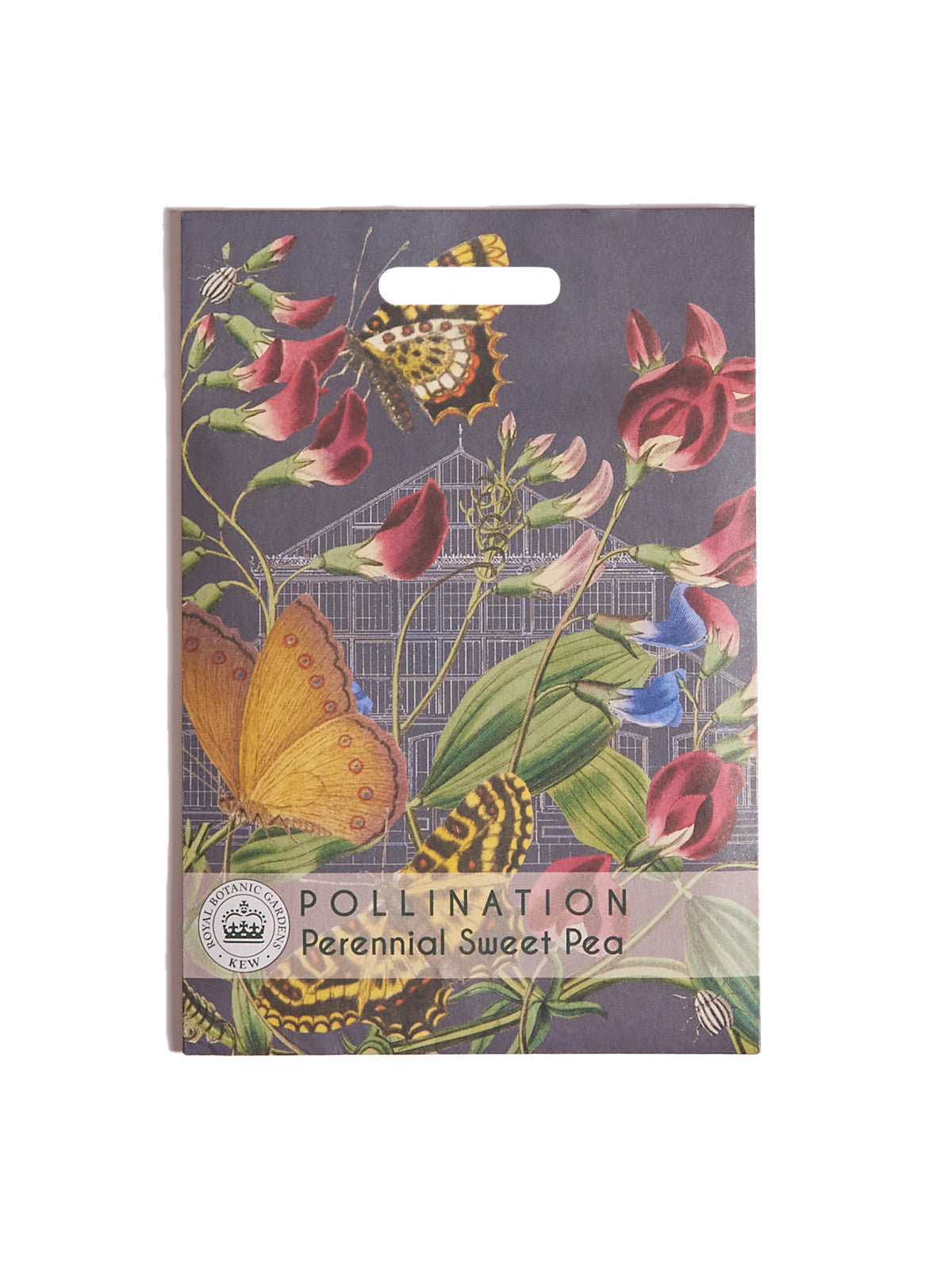 Kew Pollination Collection Perennial Sweet Pea