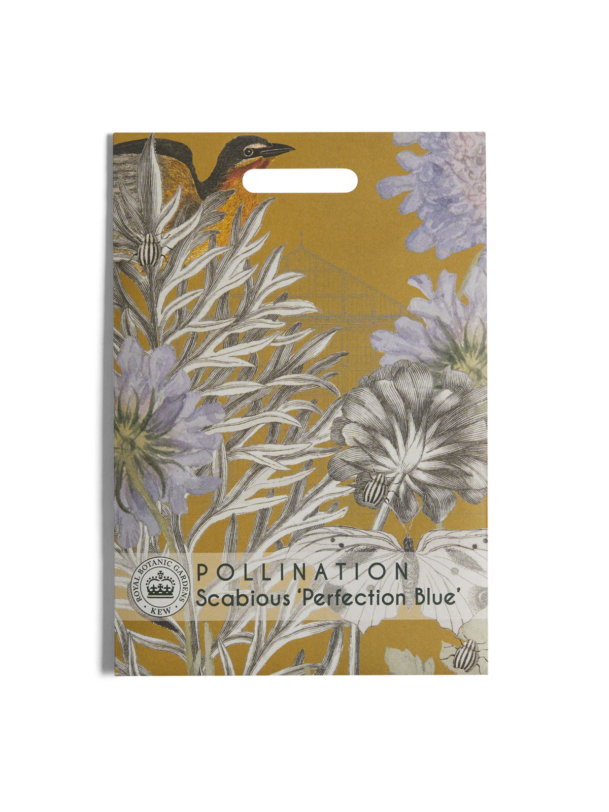 Kew Pollination Collection Scabious 'Perfection Blue'