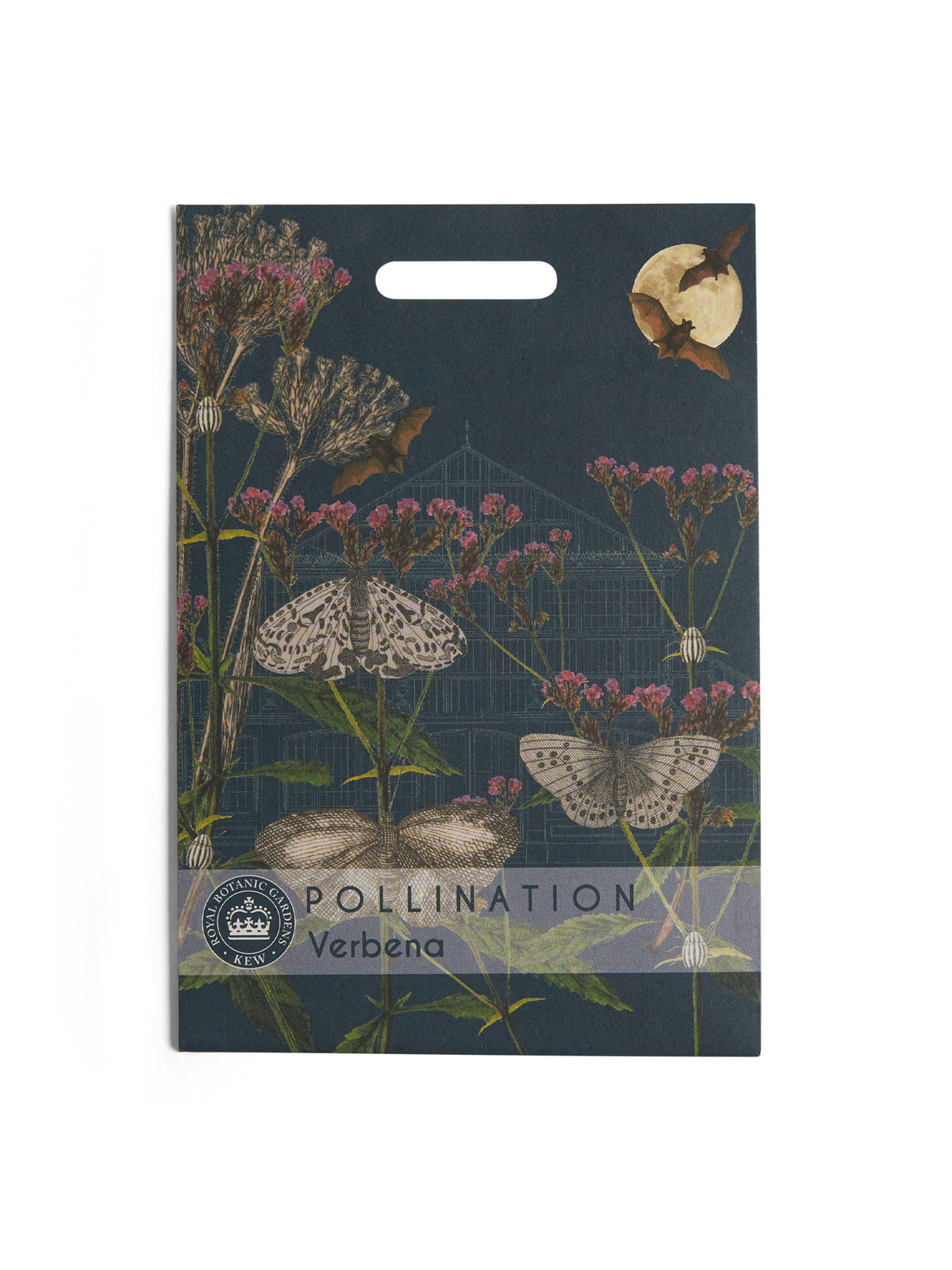 Kew Pollination Collection Verbena bonariensis