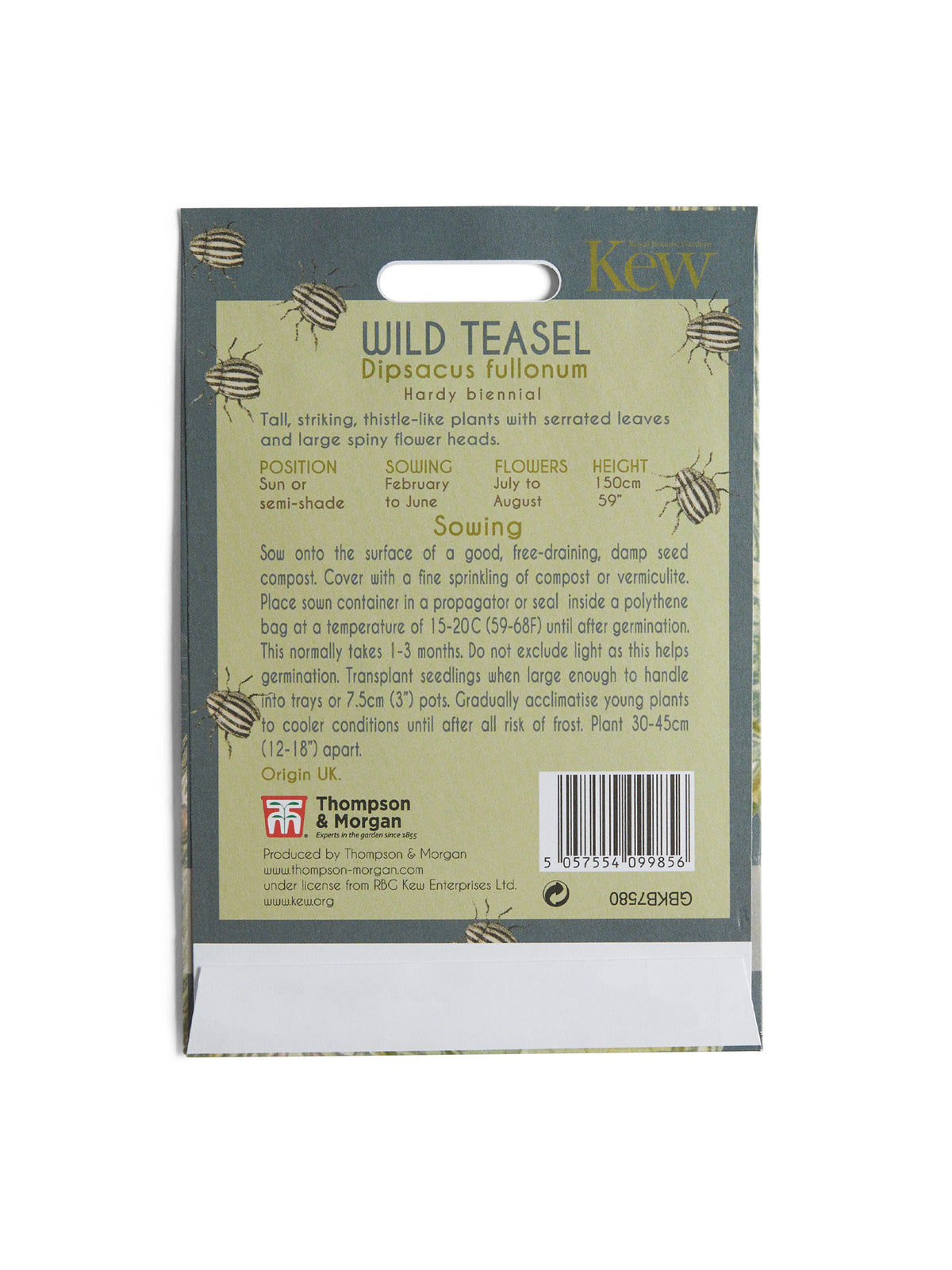 Kew Pollination Collection Wild Teasel
