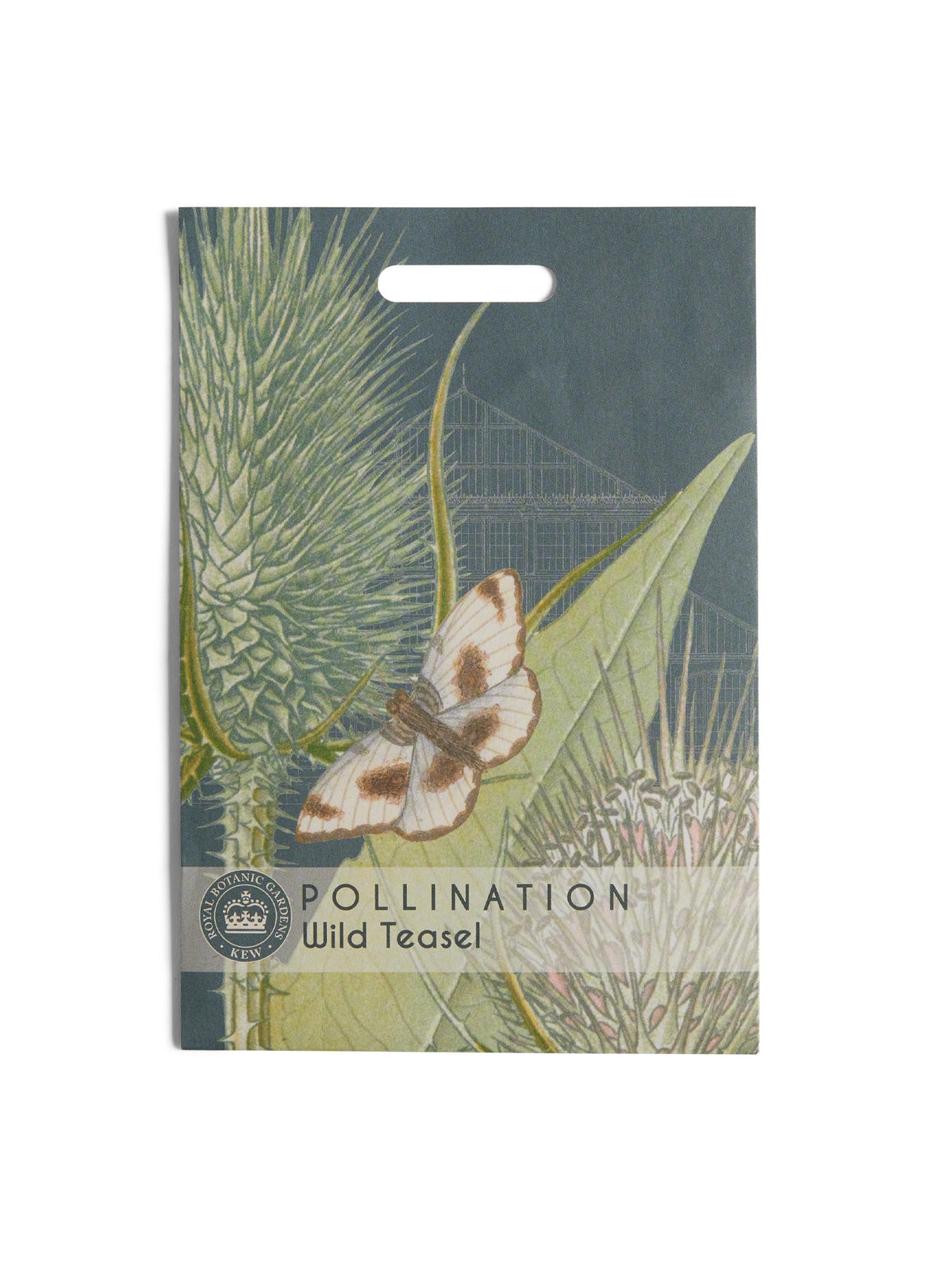 Kew Pollination Collection Wild Teasel