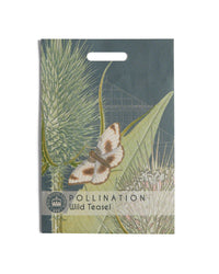 Kew Pollination Collection Wild Teasel
