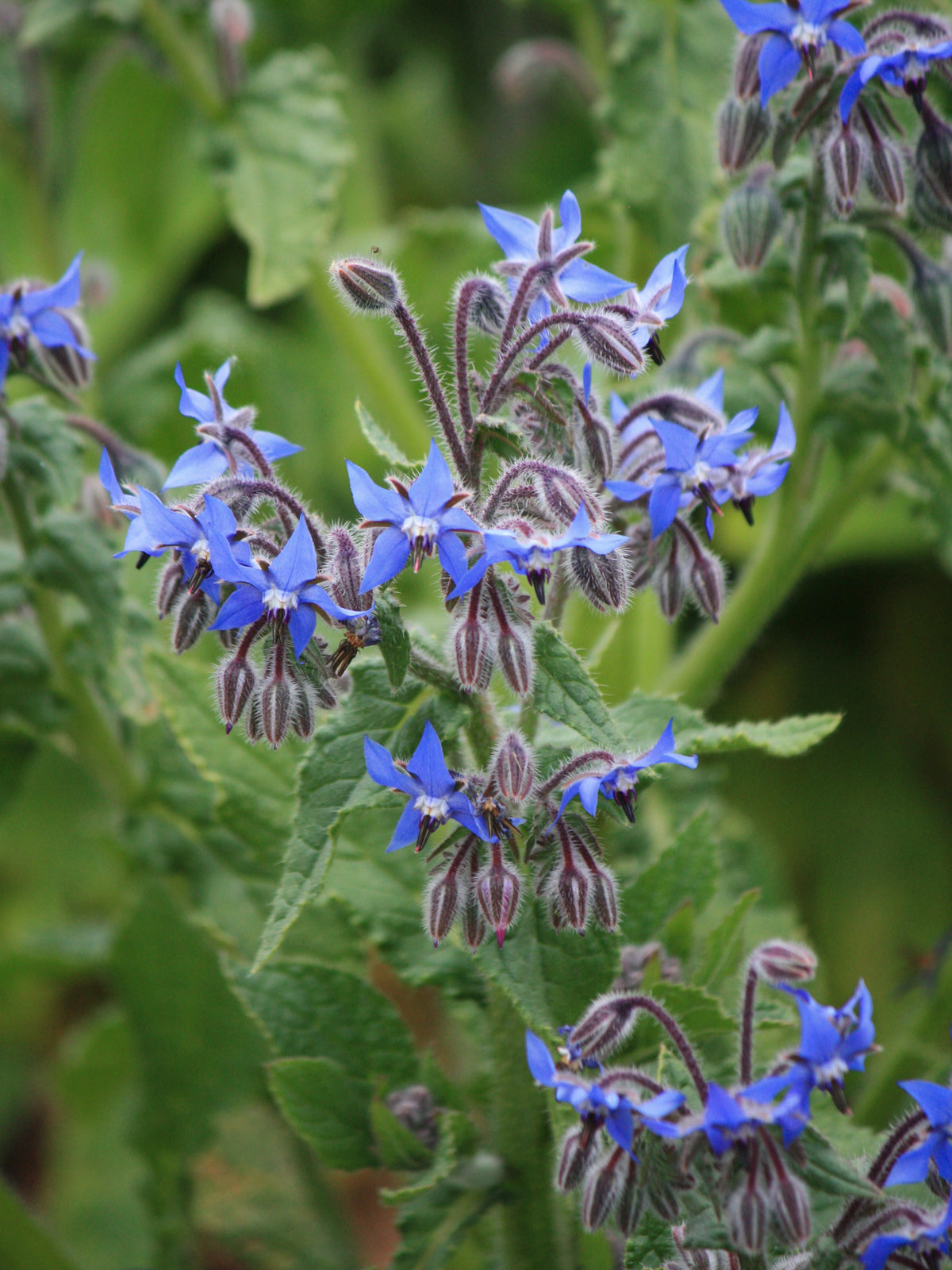 Kew Pollination Collection Borage Seeds
