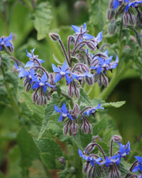 Kew Pollination Collection Borage Seeds