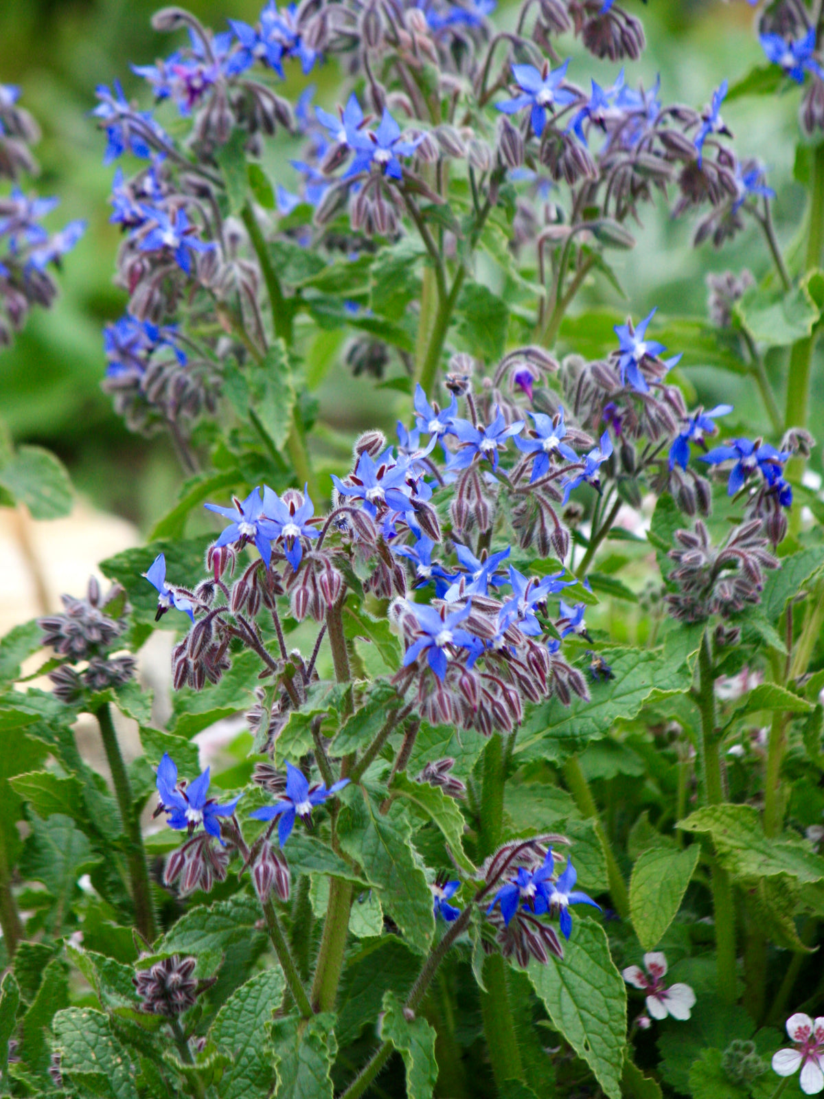 Kew Pollination Collection Borage Seeds
