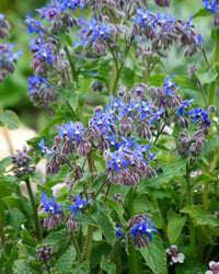 Kew Pollination Collection Borage Seeds